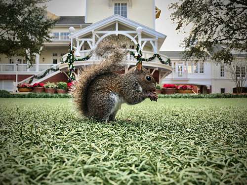 disney's boardwalk inn wildlife photography of red squirrel lake buena vista